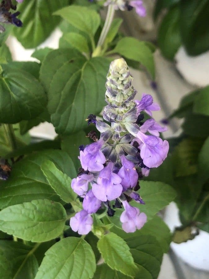 Salvia