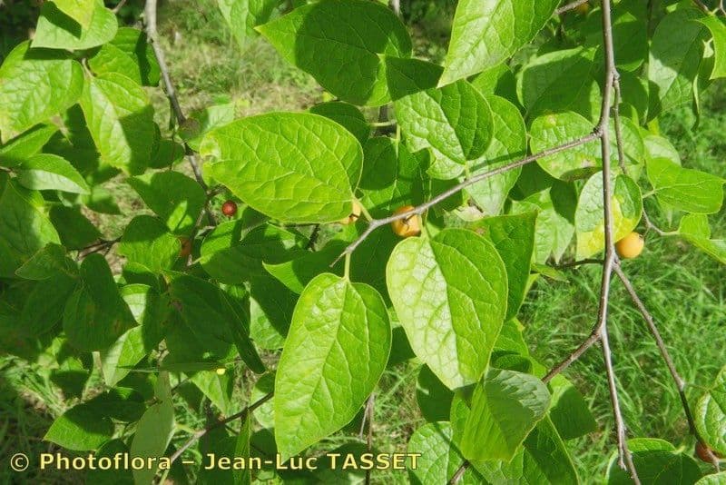 Dwarf hackberry 11