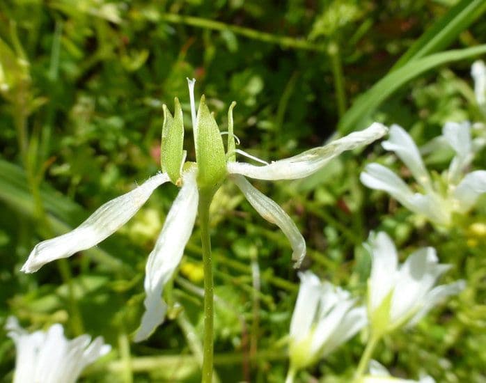 Limnanthes 3
