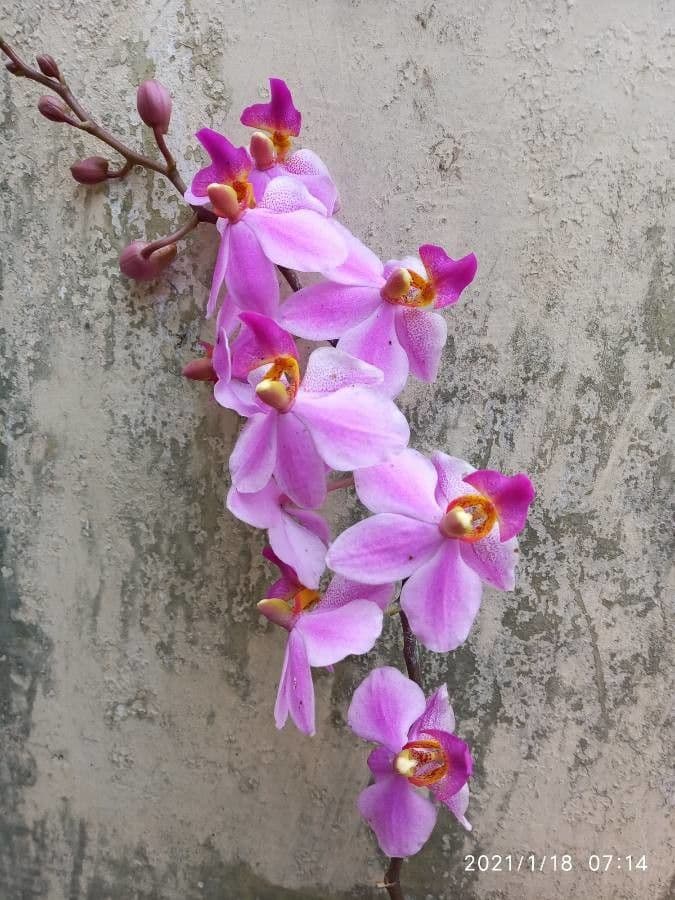 Papilionanthe 5