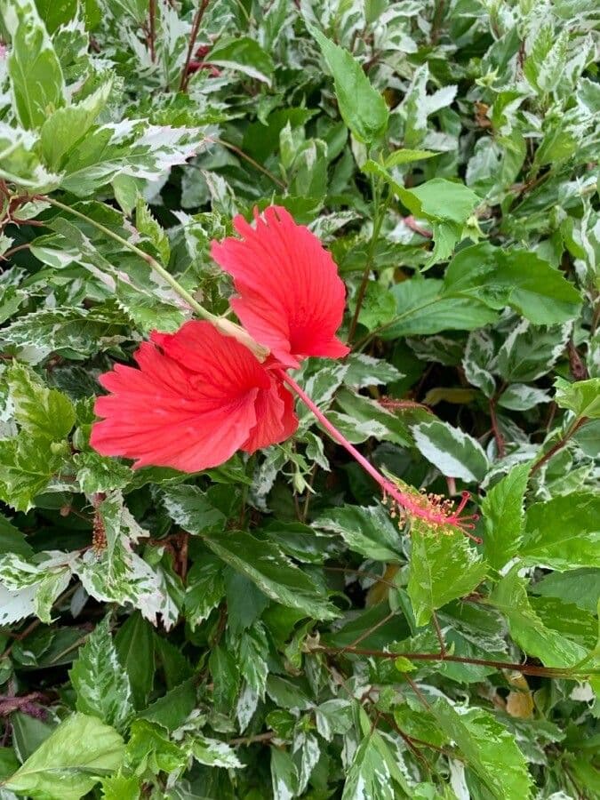 Monarch rosemallow 2