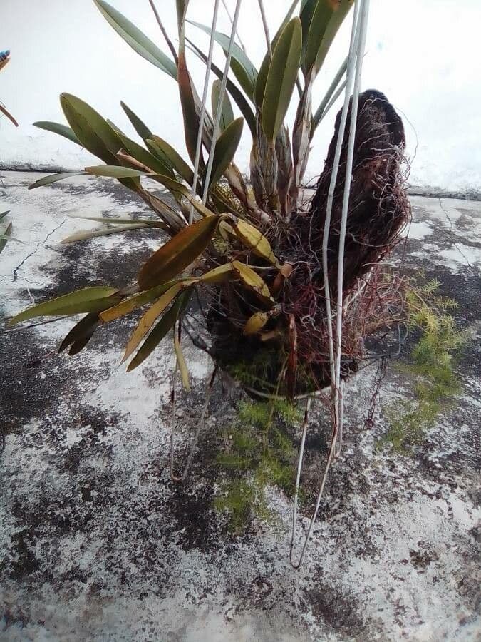 Dendrobium 11