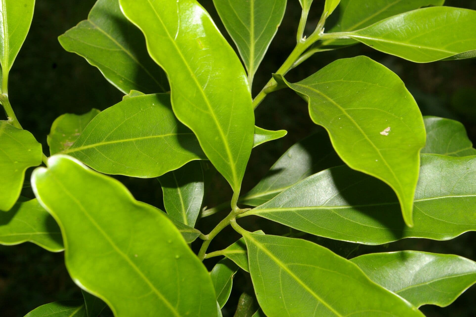 Ocotea 11