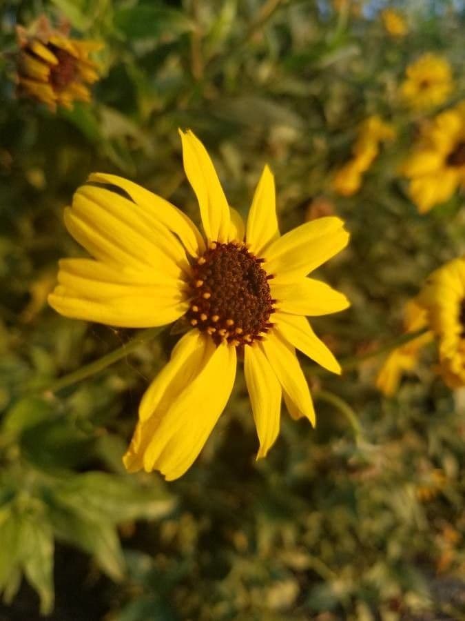 Encelia kalifornská 2