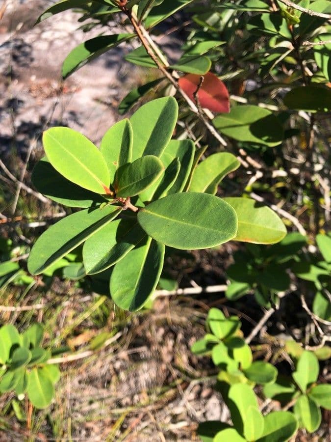 Cratoxylum 4
