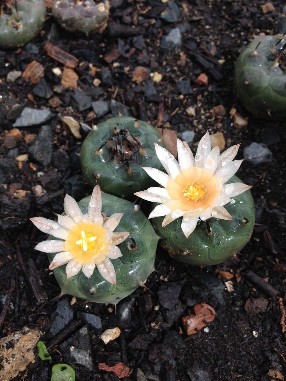 Turbinicarpus