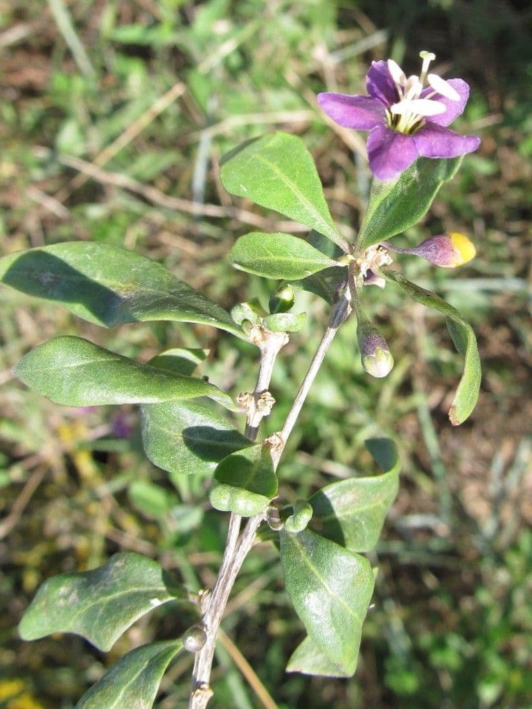 Goji 30