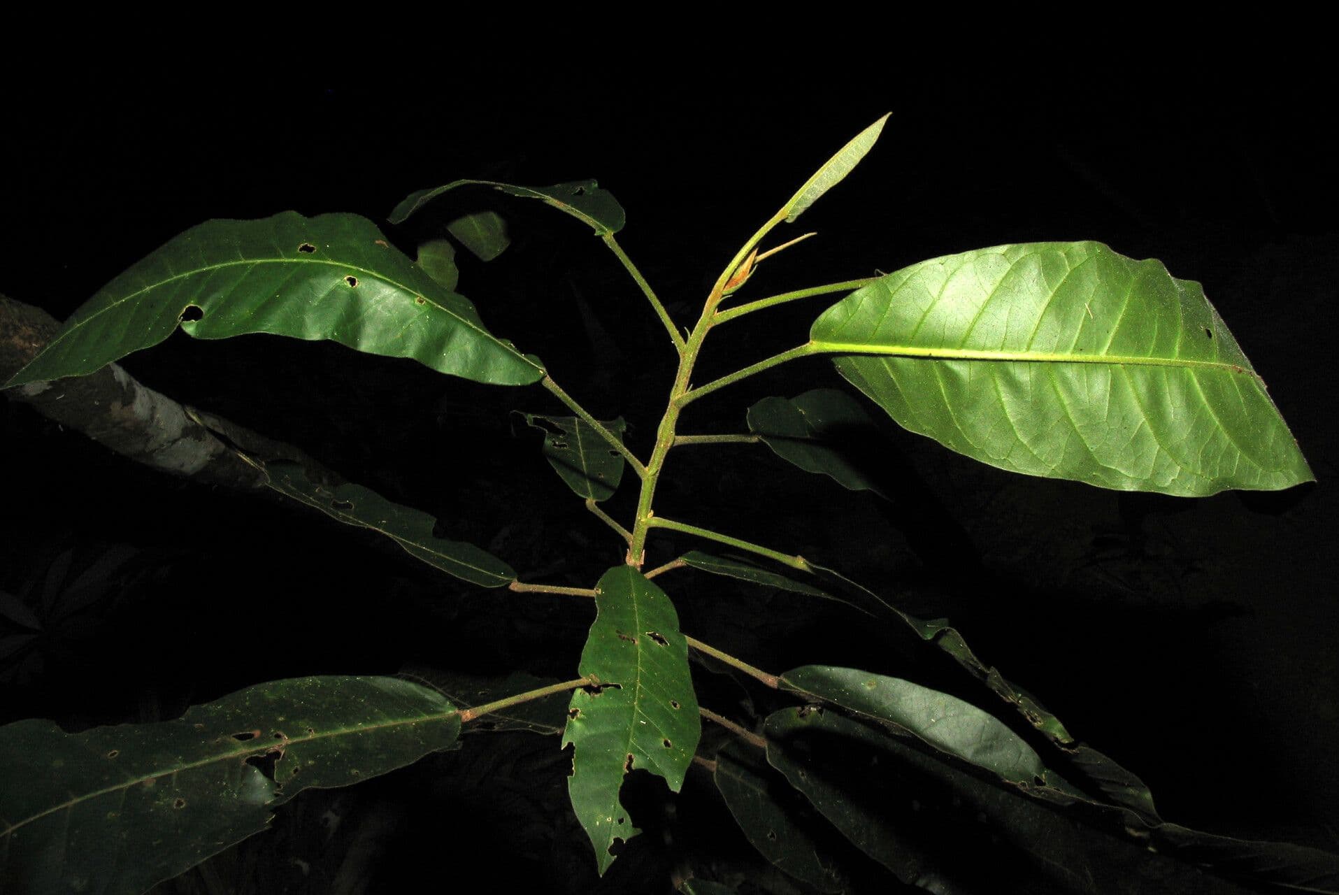 Croton