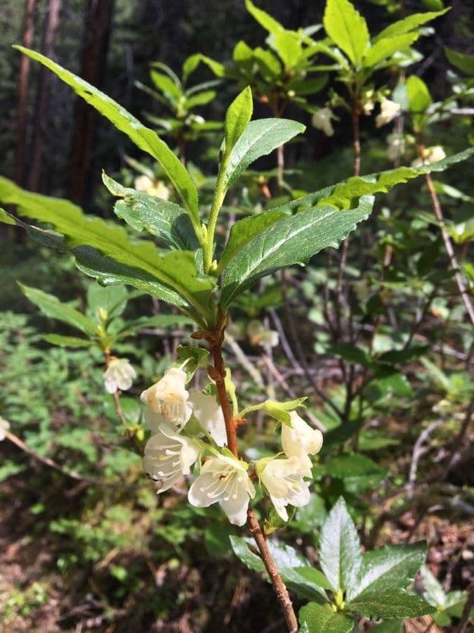 Rododendro albiflorum 15