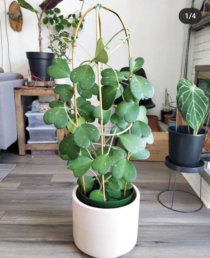 Hoya 10