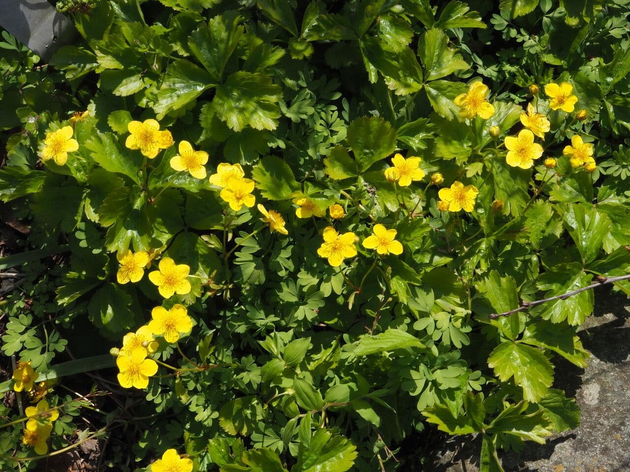 Waldsteinia ternata 7