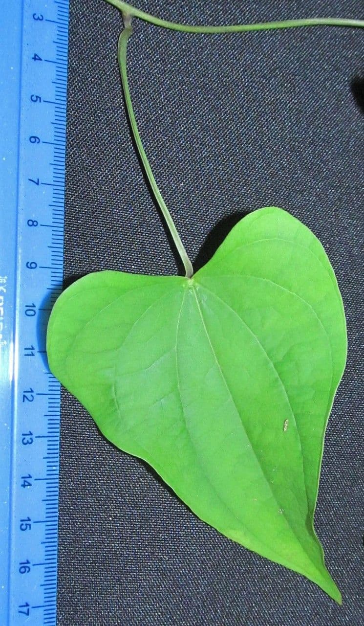 Ignami 13