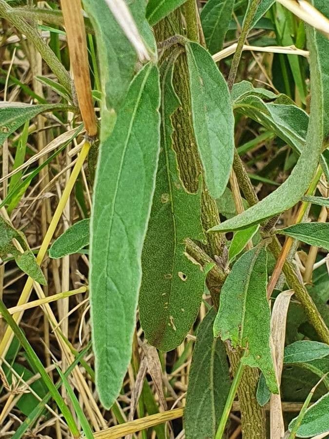 Solanum 19