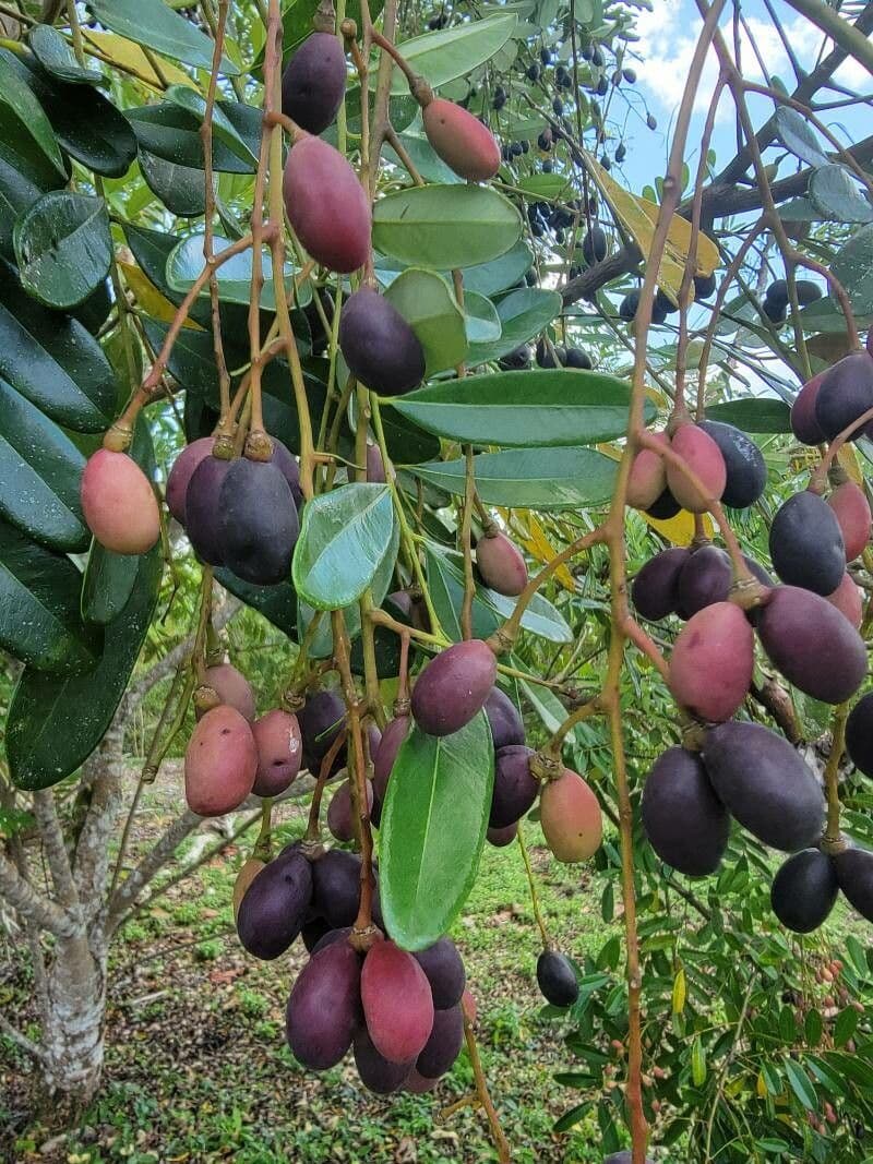 Simaruba amara 2