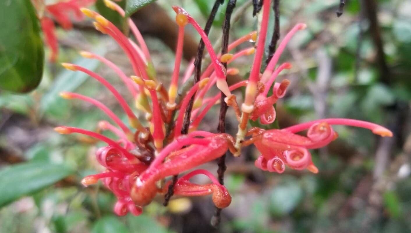 Grevillea