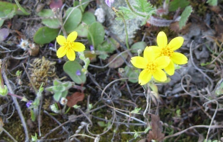 Pseudobahia 5