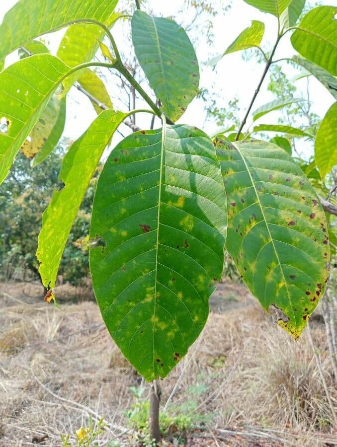 Kadamba 20