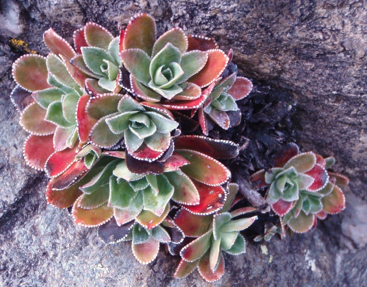 Sassifraga cotiledone 9