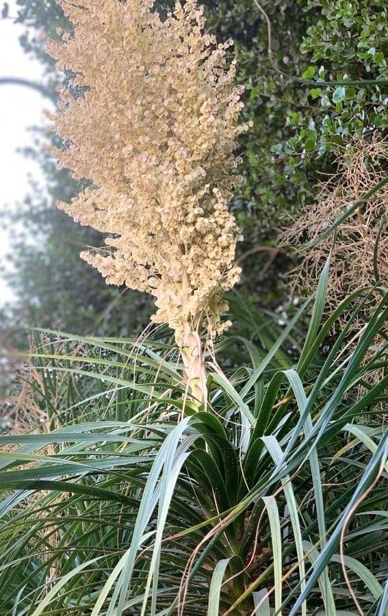 Beaucarnea 4