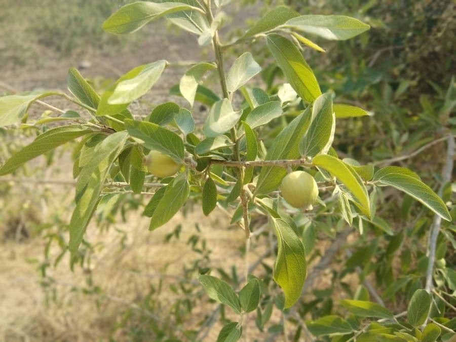 Alangium 5