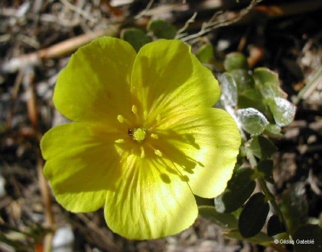 Tribolo cistoide 7