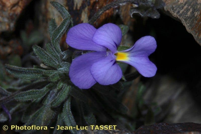 Viola