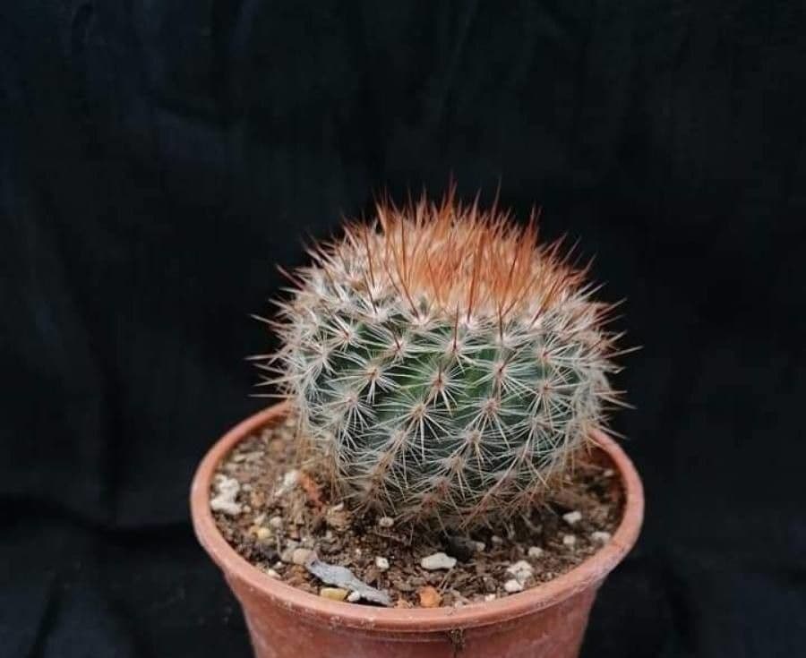 Echinocereus 14