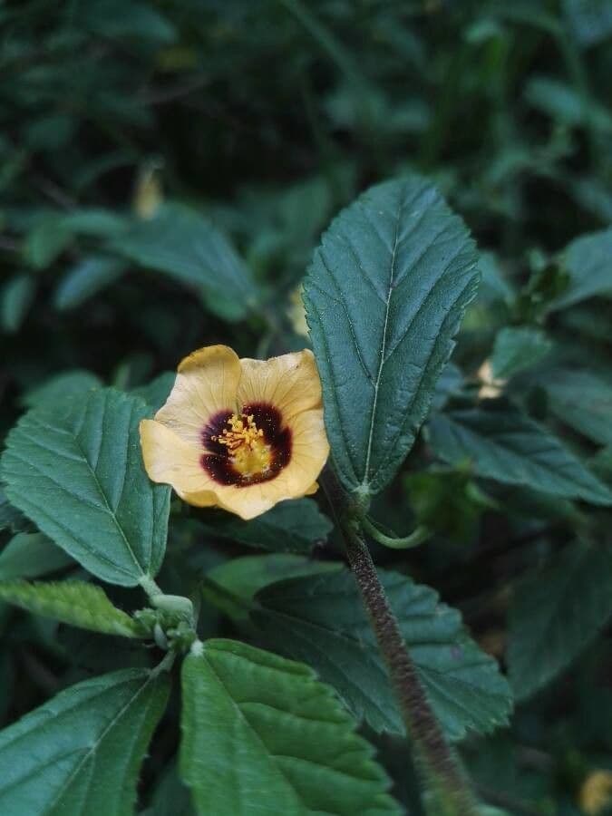 Sida urens 3