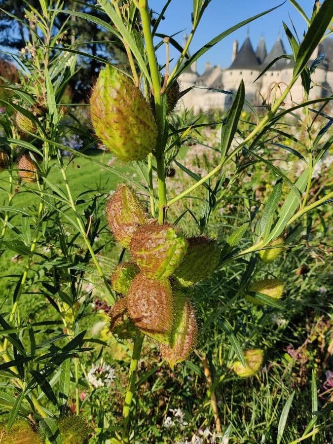 Gomphocarpus 16