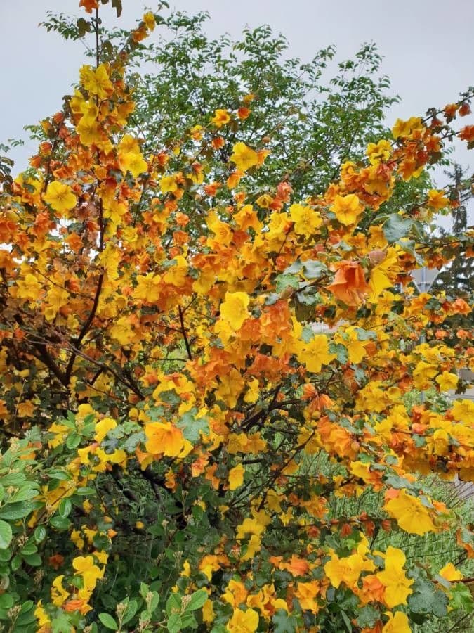 Fremontodendron 4