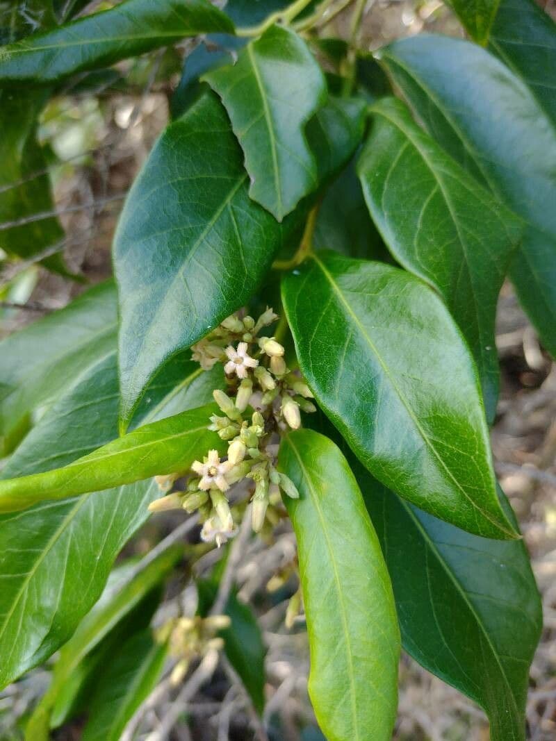 Parsonsia straminea 8