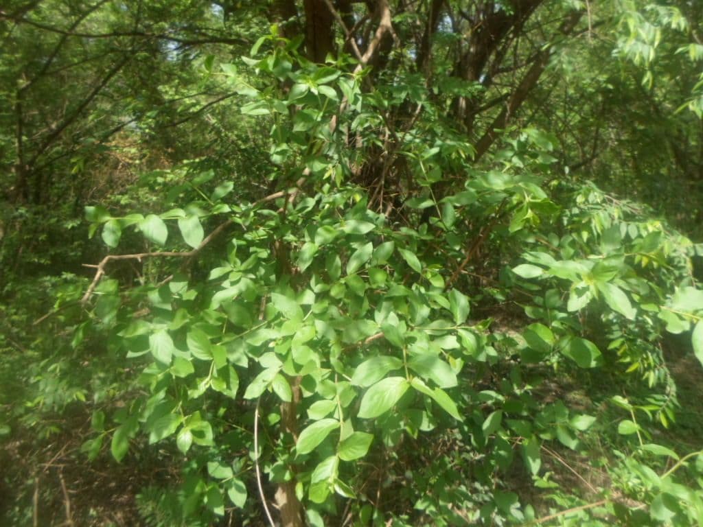 Feretia 5