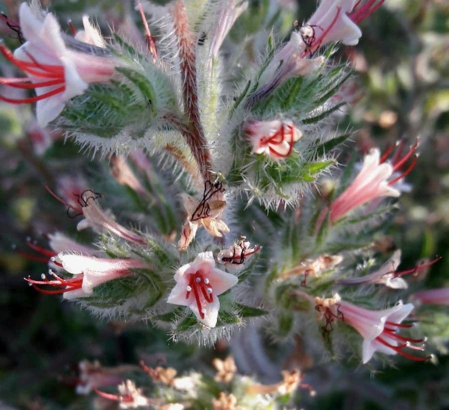 Echium asperrimum 8