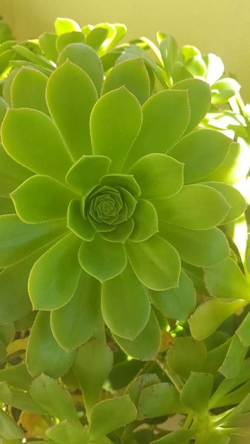 Aeonium 29