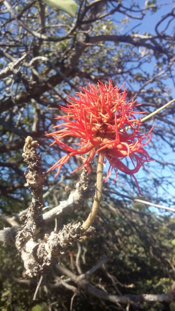 Eritrina abissina 3