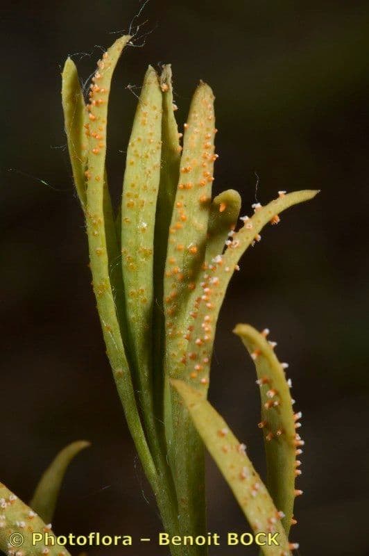 Bastard toadflax 2