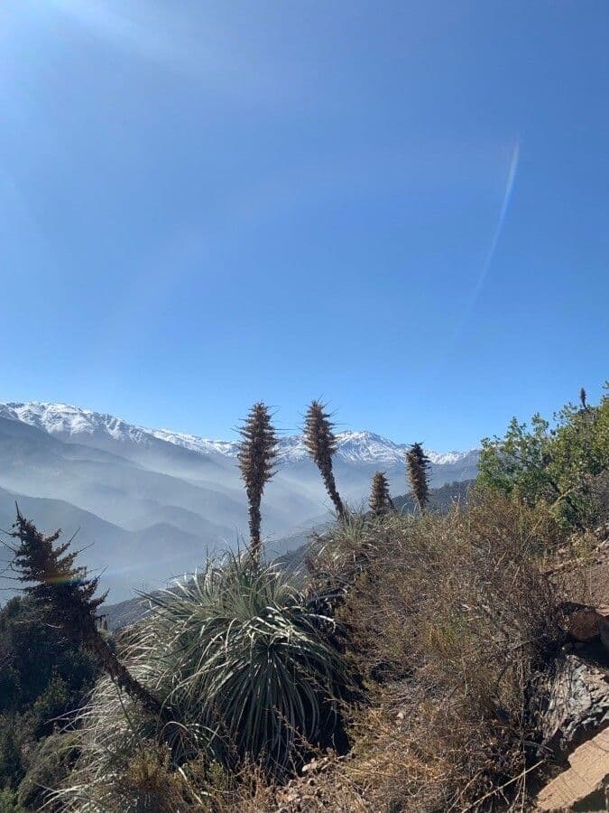 Puya 5