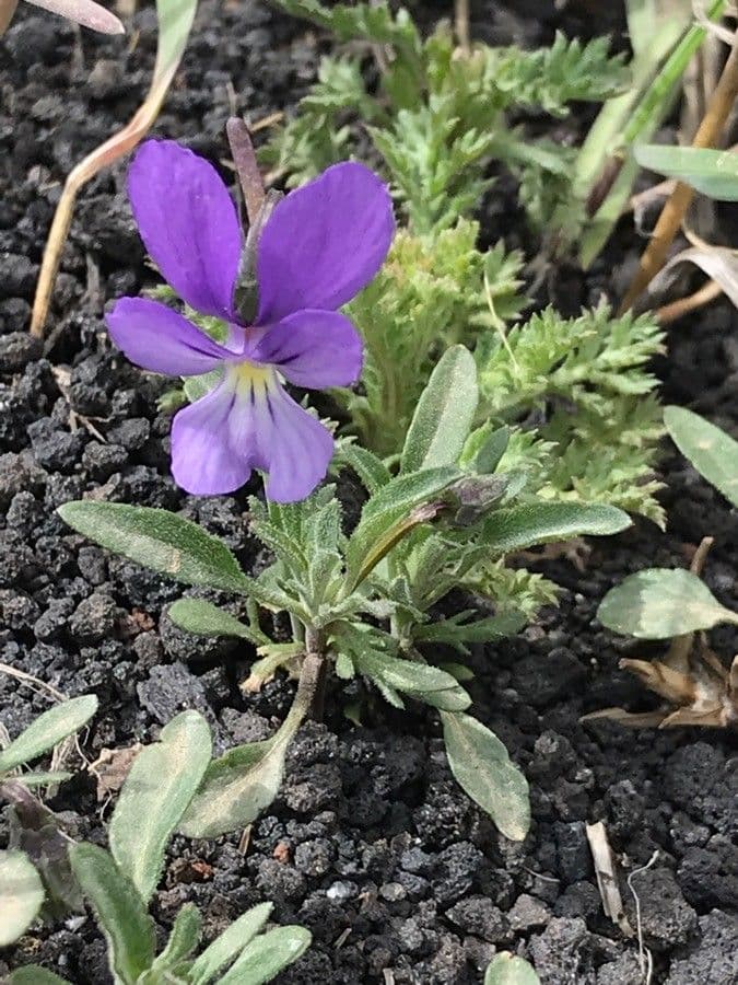 Viola 3