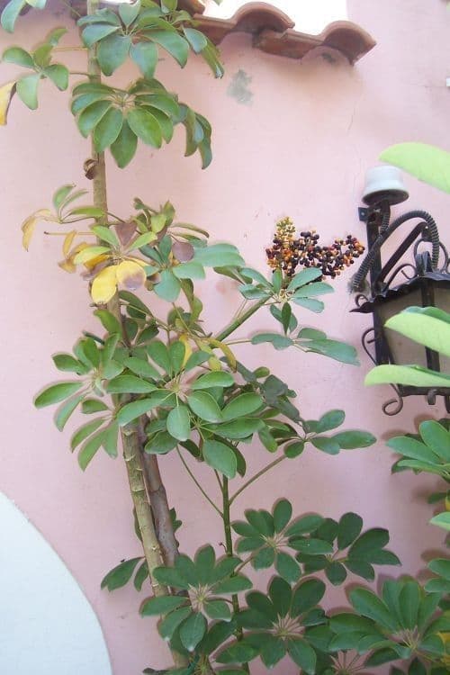 Schefflera arbicole 13