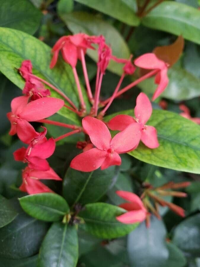 Ixora 7