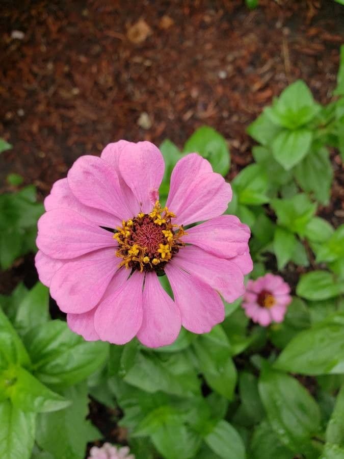 Zinnia 7