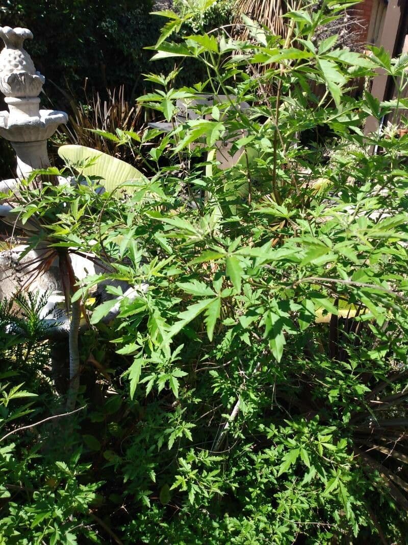 Vitex 13
