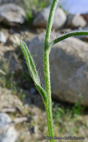 Cryptantha pterocarya 13