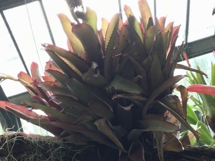 Aechmea 9