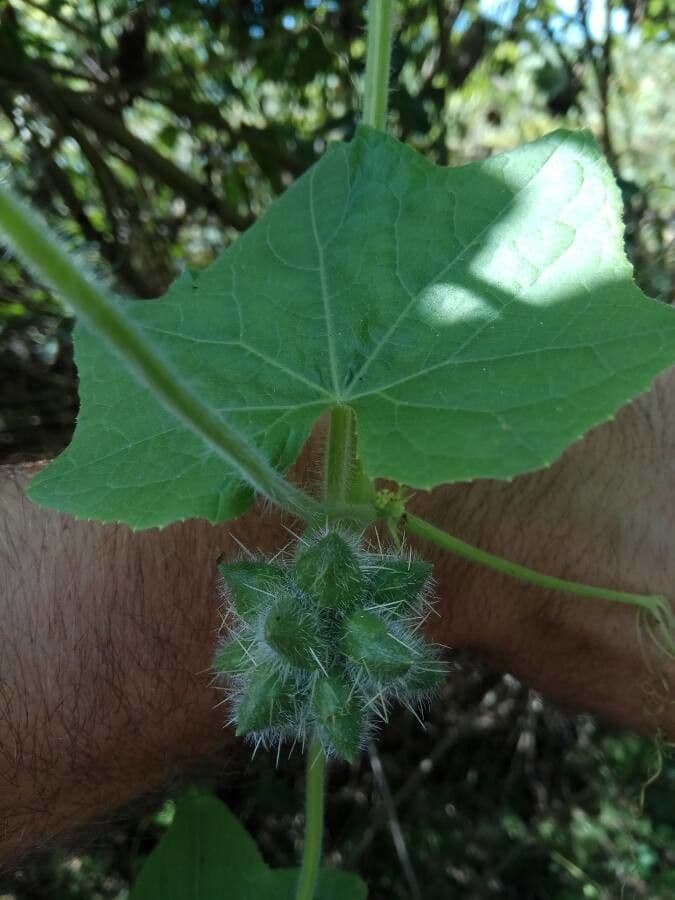 Sicyos angolato