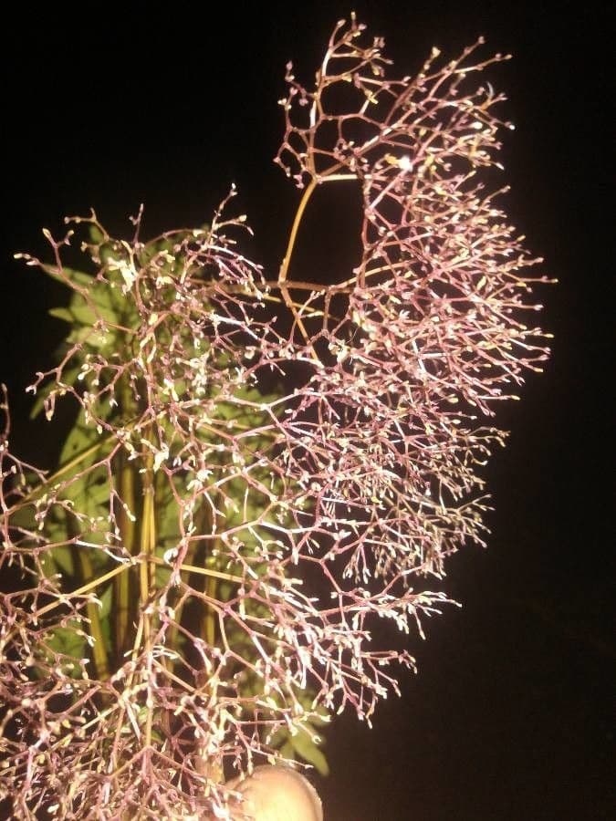 Valeriana comune 4