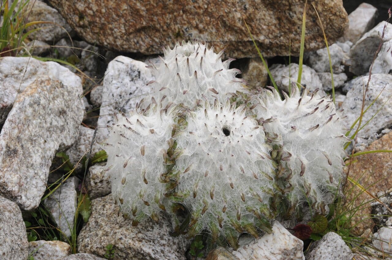 Saussurea 11