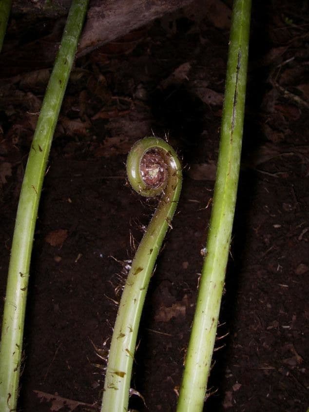 Macrothelypteris 13