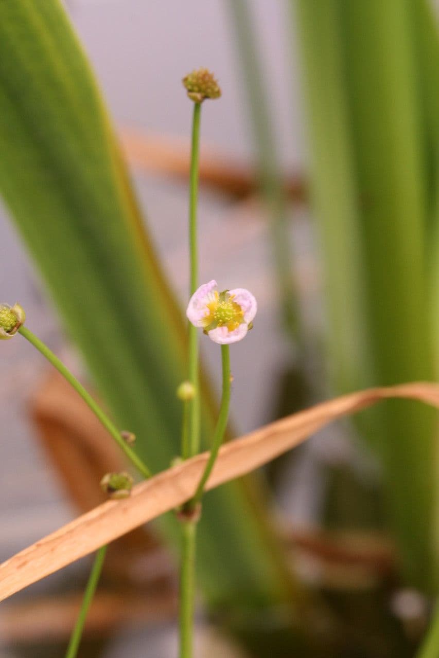 Alisma gramineo 11