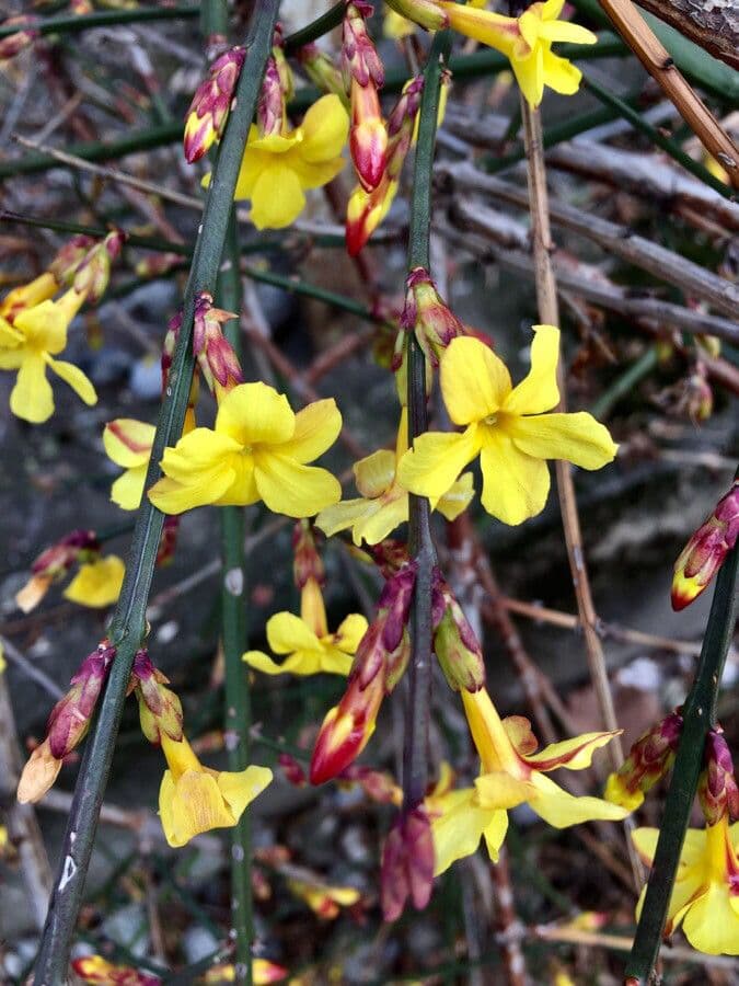 Winter-Jasmin 8